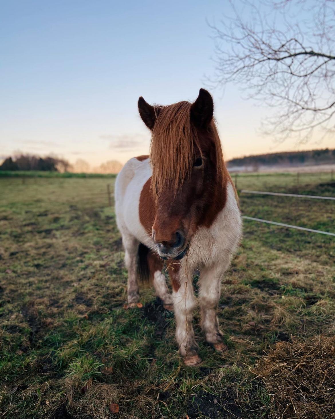Islænder Aron fra Granhøjgaard billede 9