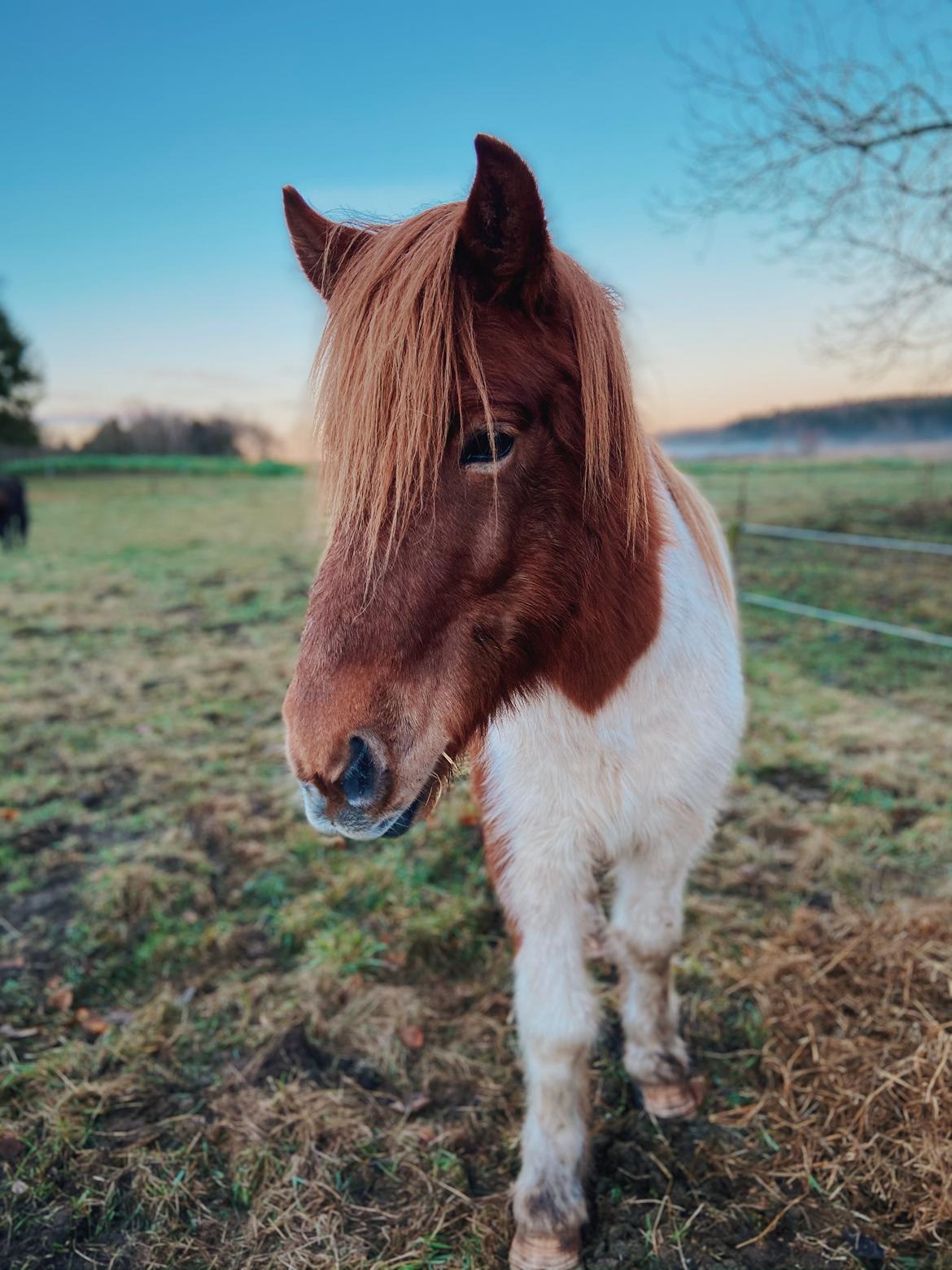 Islænder Aron fra Granhøjgaard billede 14