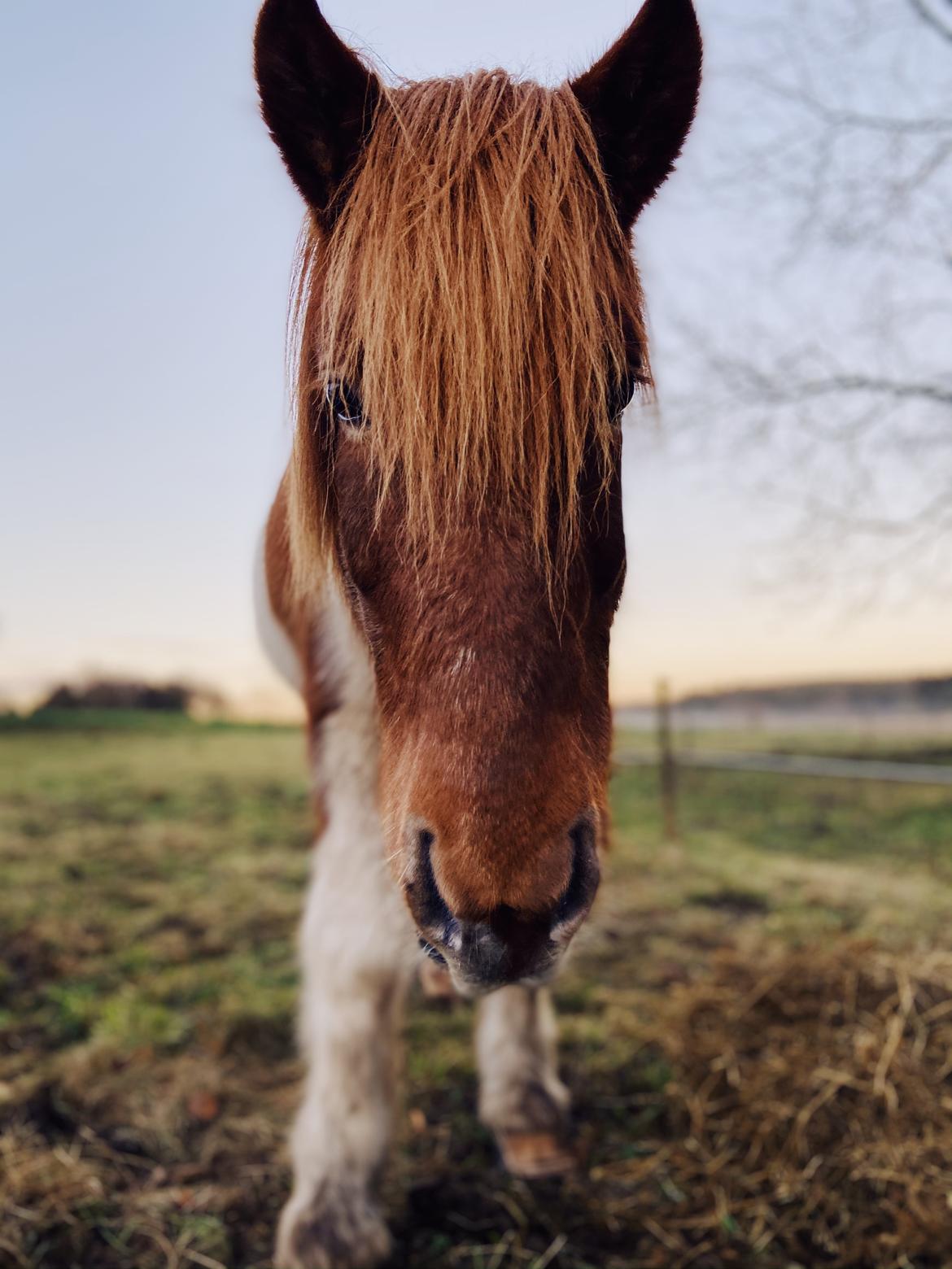 Islænder Aron fra Granhøjgaard billede 4