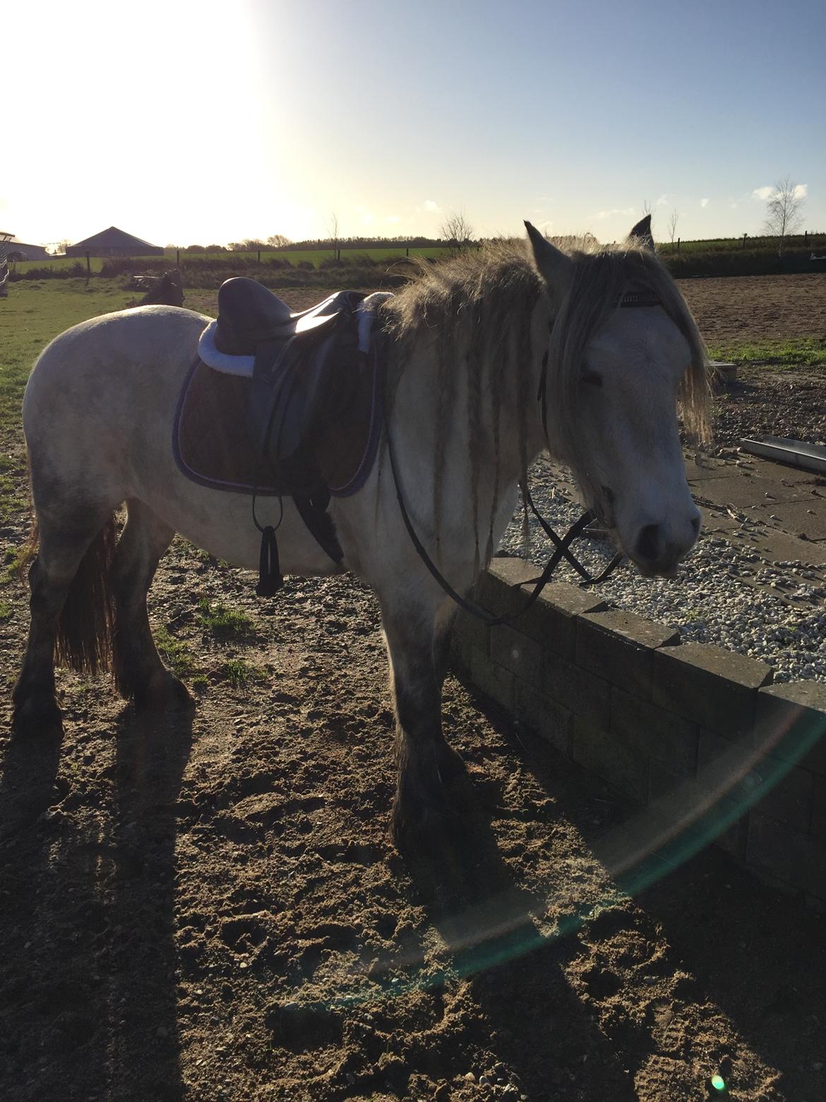 Fell pony Spirhøjs Nova  billede 9