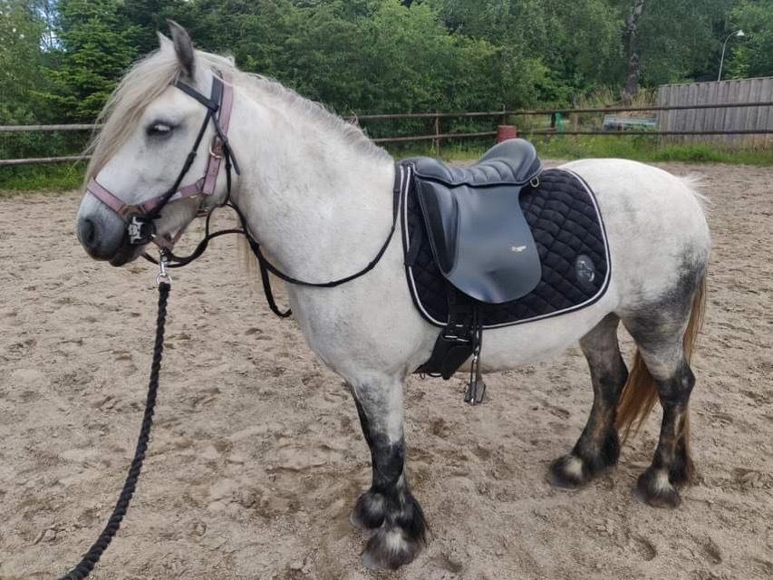 Fell pony Spirhøjs Nova  billede 6