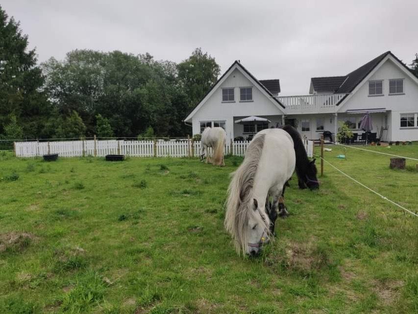 Fell pony Spirhøjs Nova  billede 4