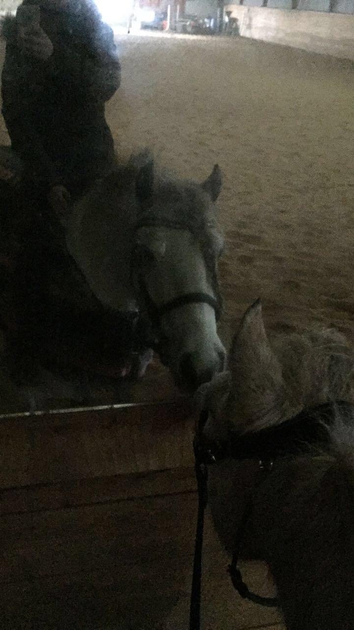 Fell pony Spirhøjs Nova  billede 2