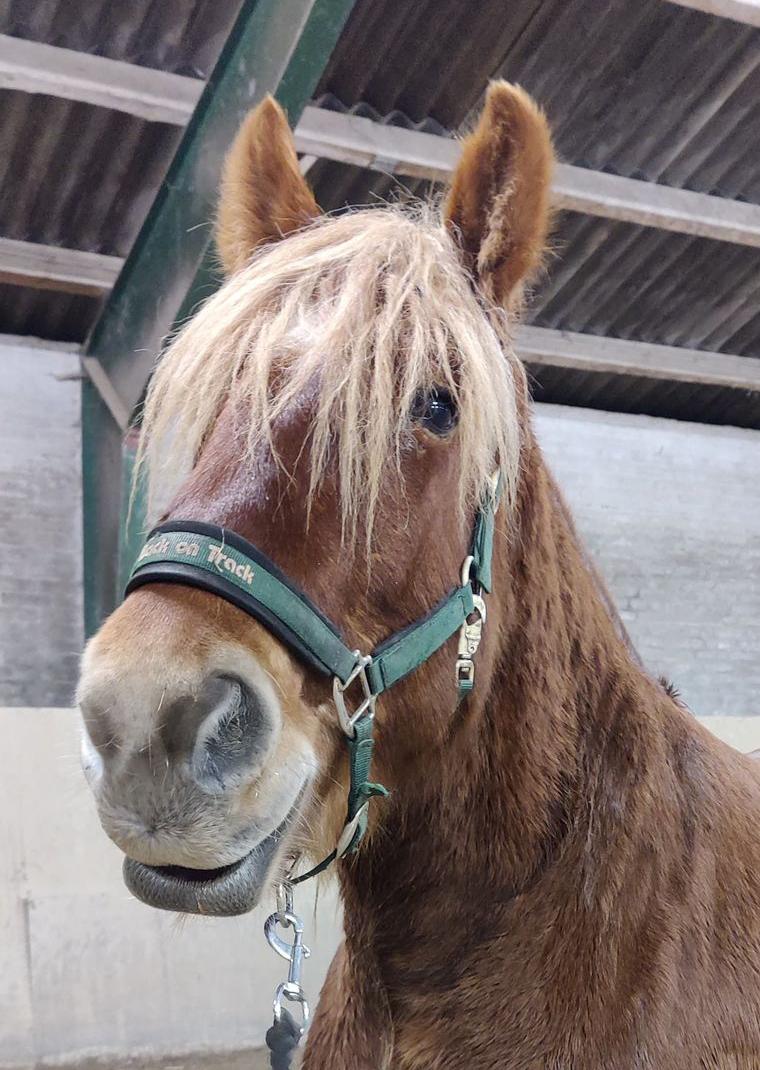 Jyde Rosenhavens Kasper - lige ankommet billede 12