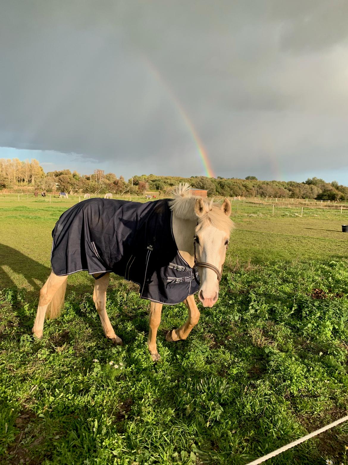 Palomino Margurittens nova billede 7