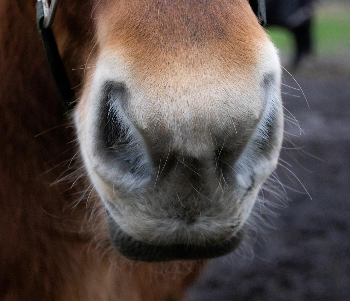 Jyde Rosenhavens Kasper billede 14