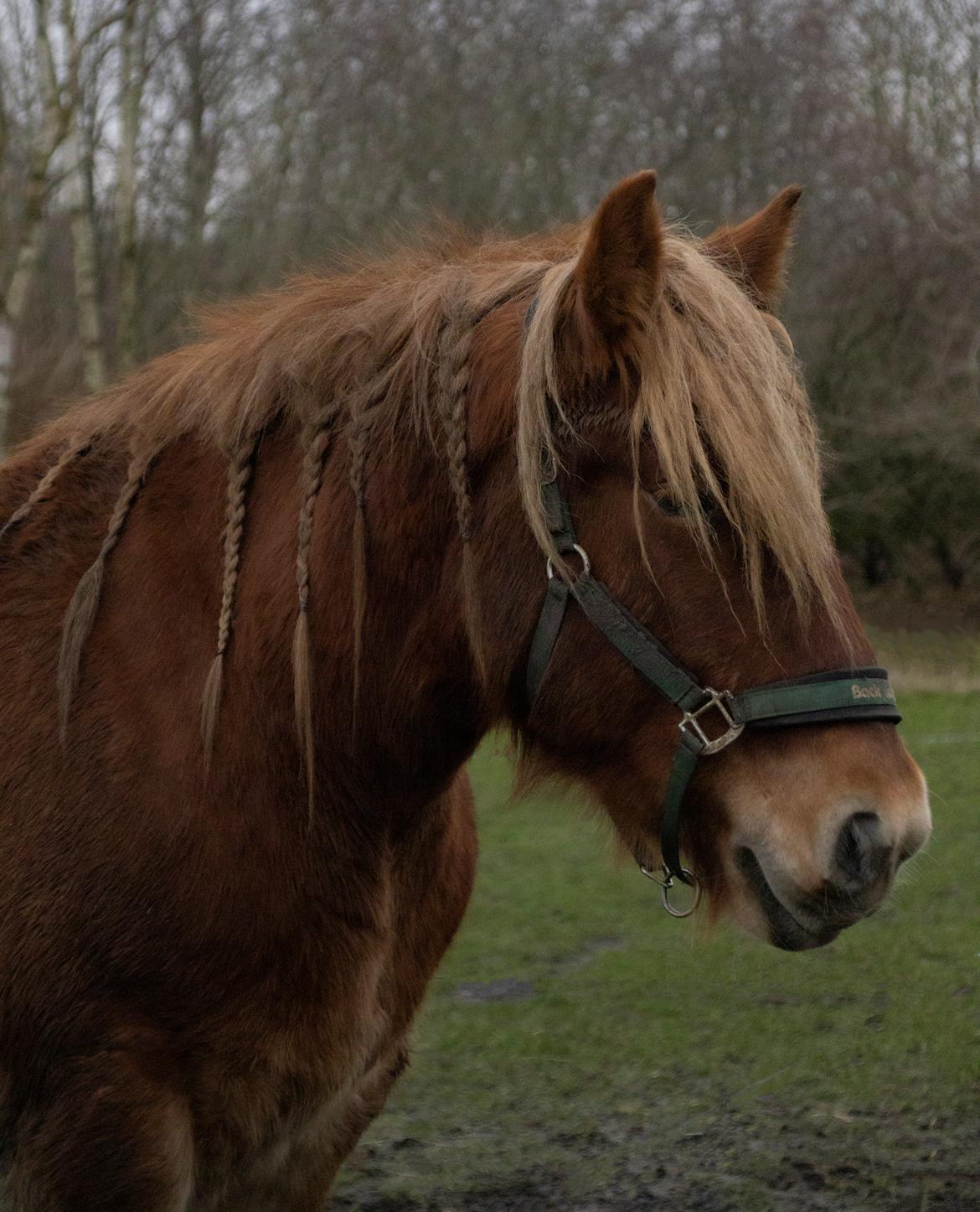 Jyde Rosenhavens Kasper billede 13