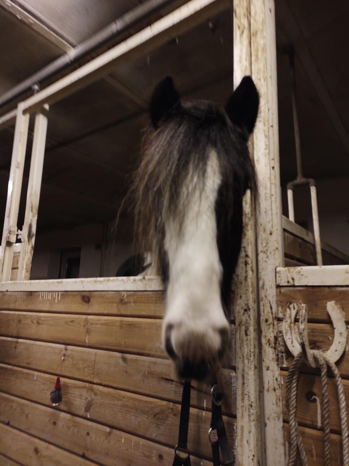 Tinker Bowie dust of battel billede 9