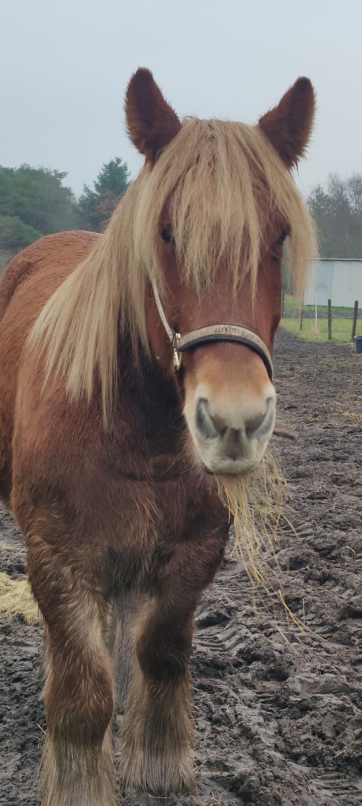Jyde Rosenhavens Kasper billede 18