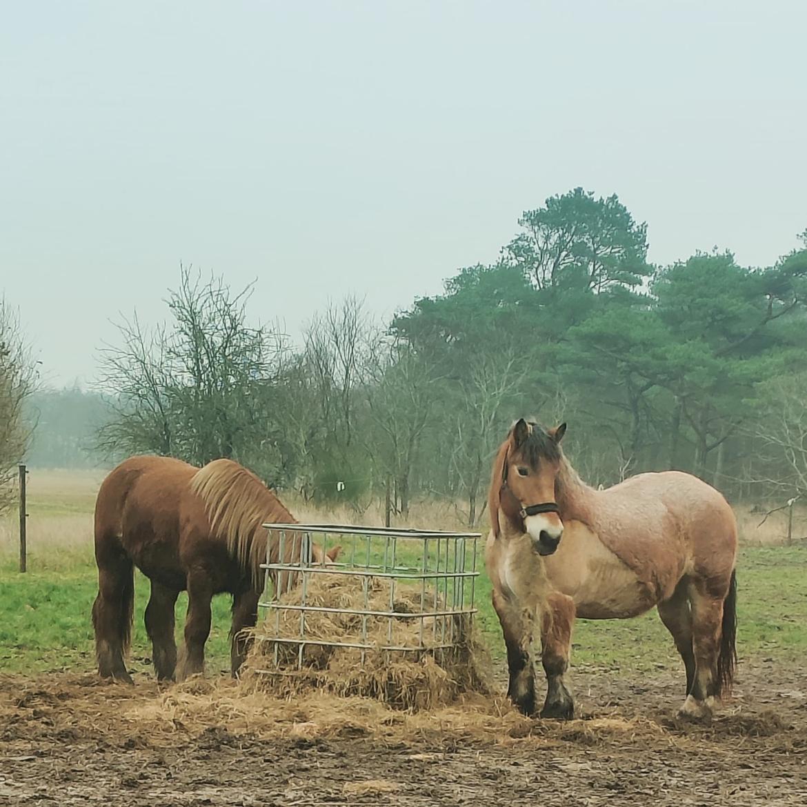 Jyde Rosenhavens Kasper - Kasper og ardenneren Olivia billede 19