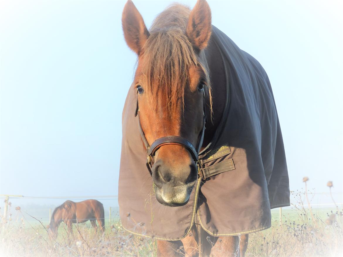 Jyde Laura billede 6