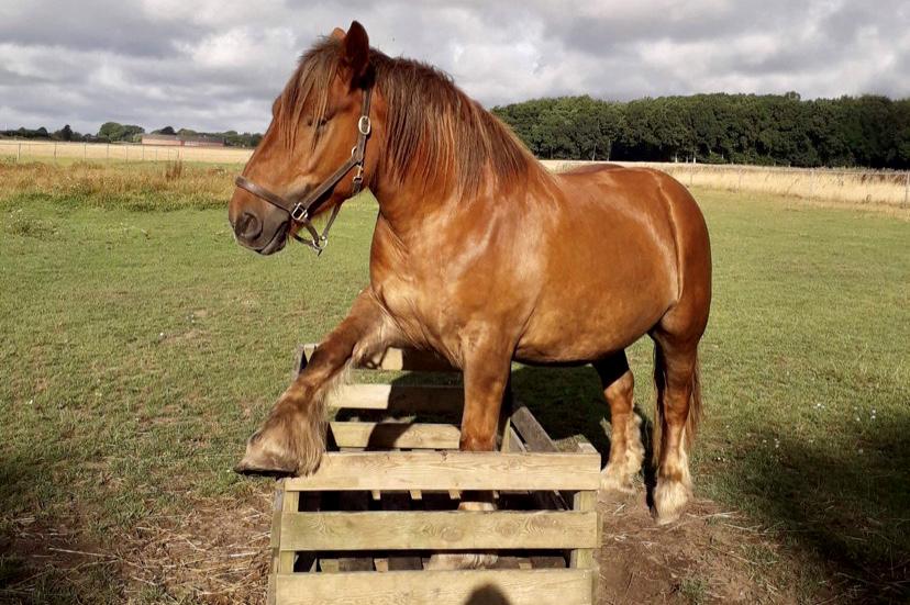 Jyde Laura billede 2