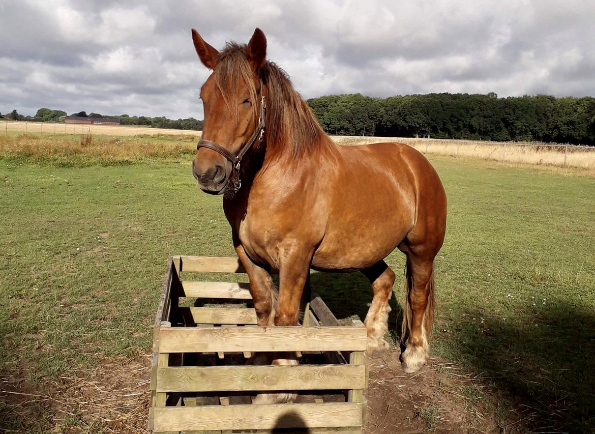 Jyde Laura billede 1