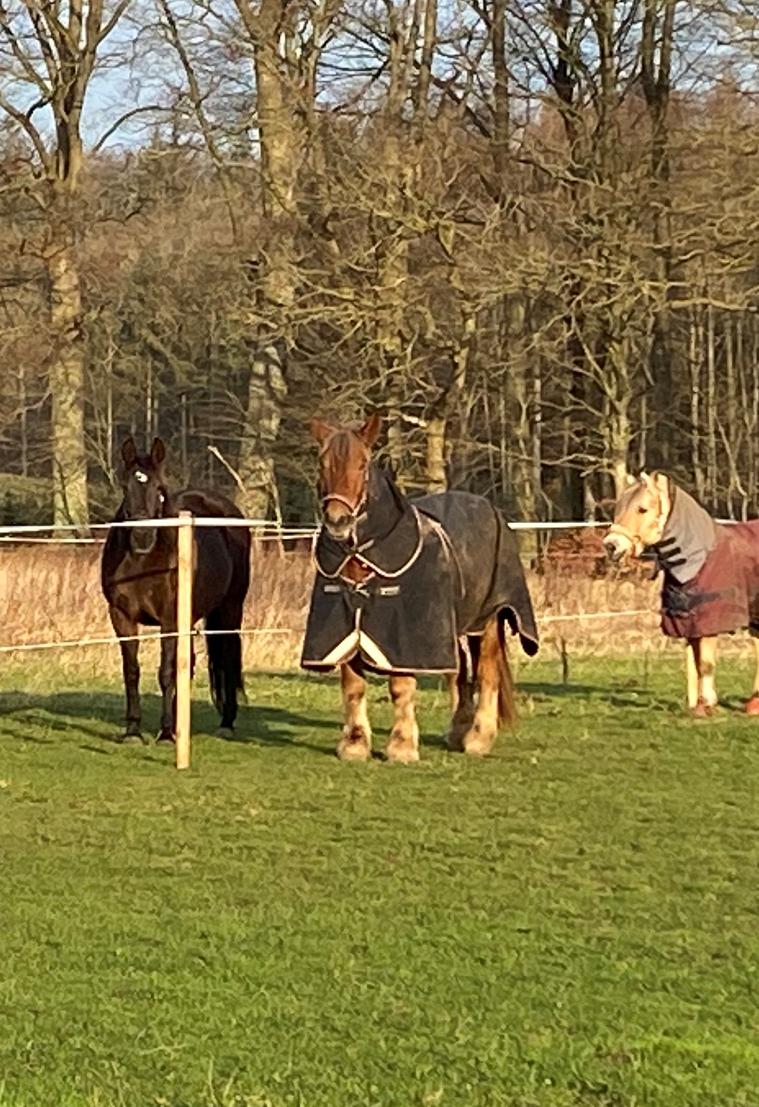 Jyde Laura billede 9