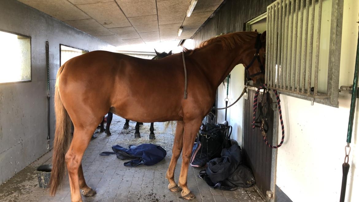 Dansk Varmblod Weltstern billede 10