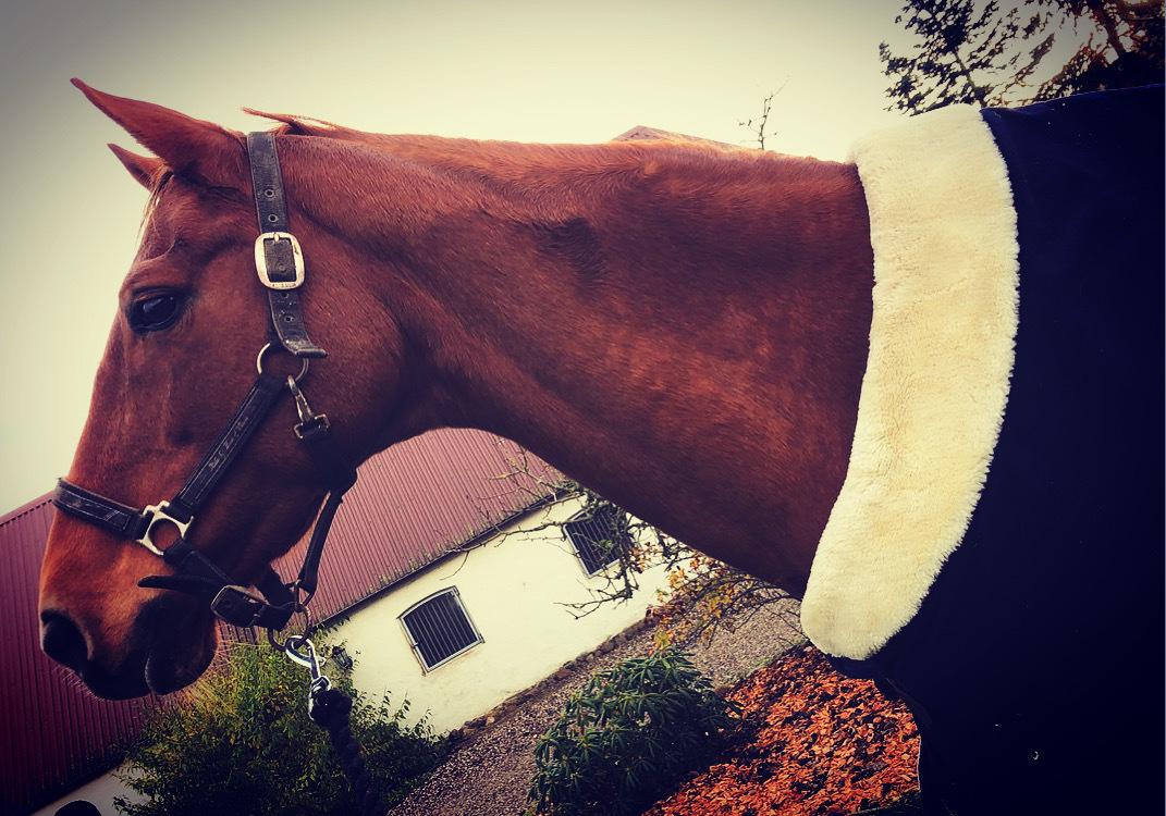 Dansk Varmblod Weltstern billede 11