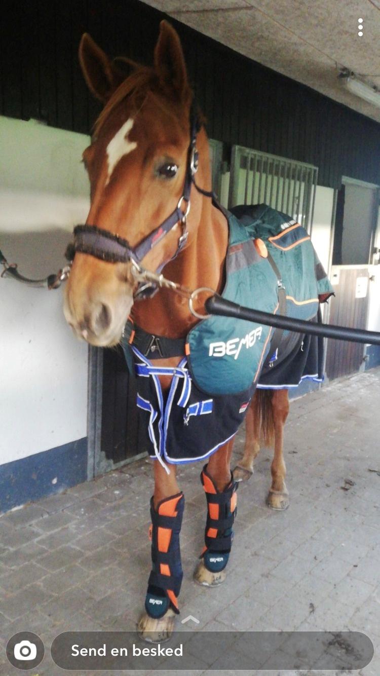 Dansk Varmblod Weltstern billede 13