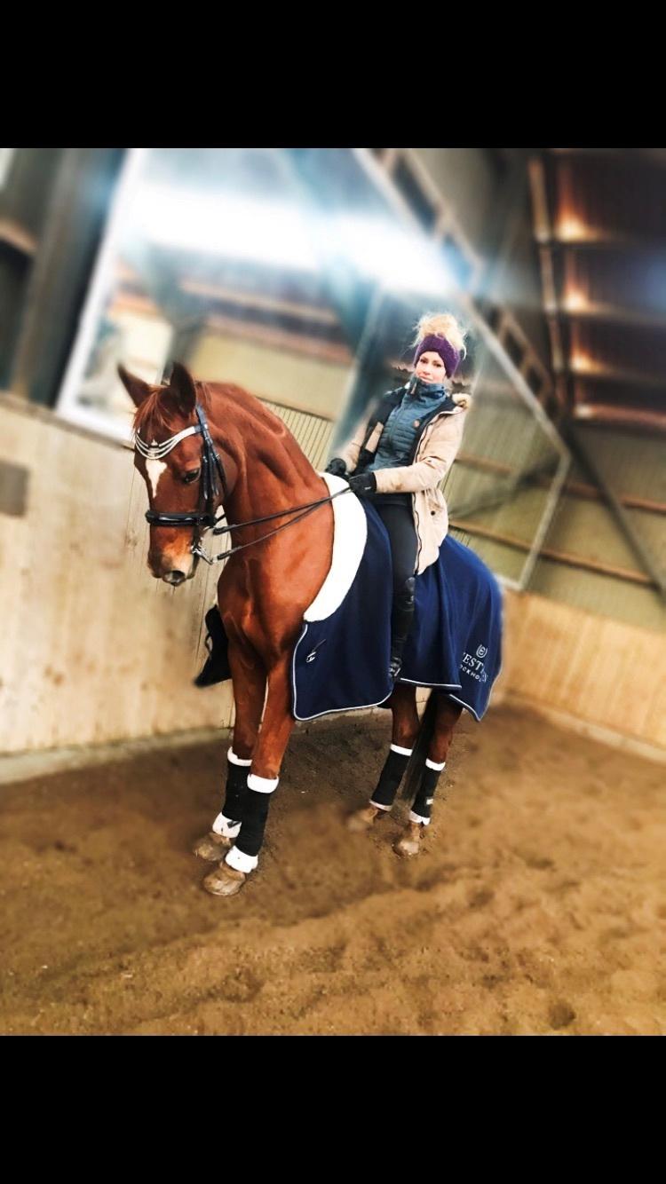 Dansk Varmblod Weltstern billede 14