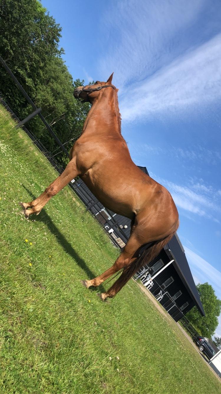 Dansk Varmblod Weltstern billede 15