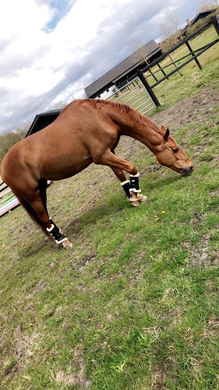 Dansk Varmblod Weltstern billede 16