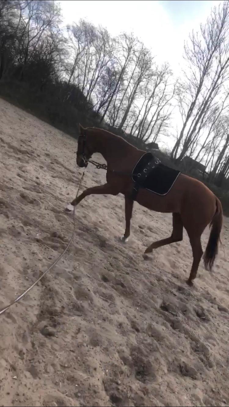 Dansk Varmblod Weltstern billede 17