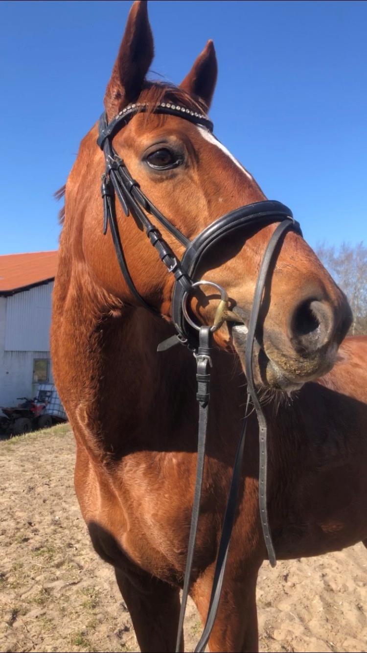 Dansk Varmblod Weltstern billede 18