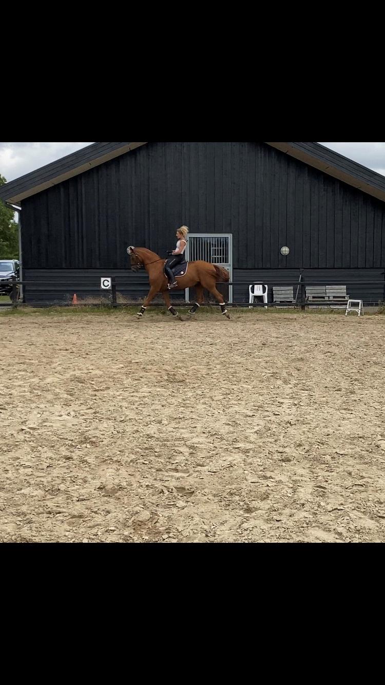 Dansk Varmblod Weltstern billede 12