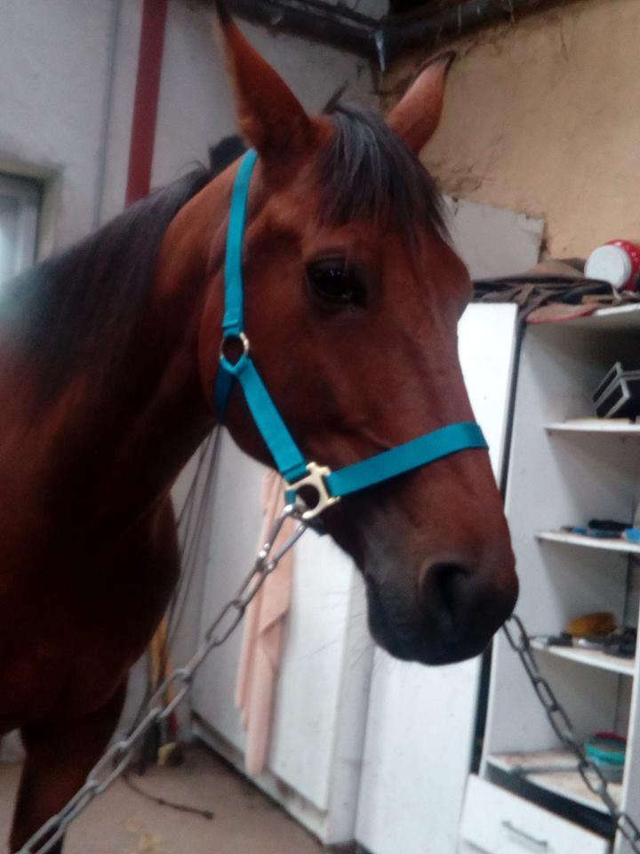 Traver Sweet n sour billede 11