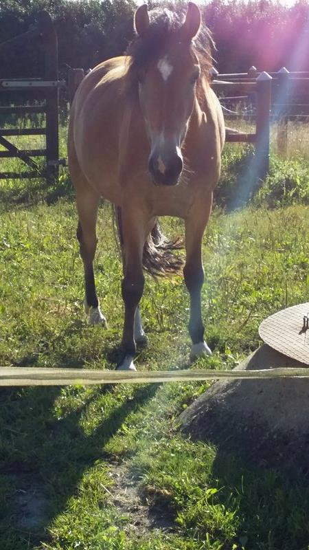 Anden særlig race April billede 10