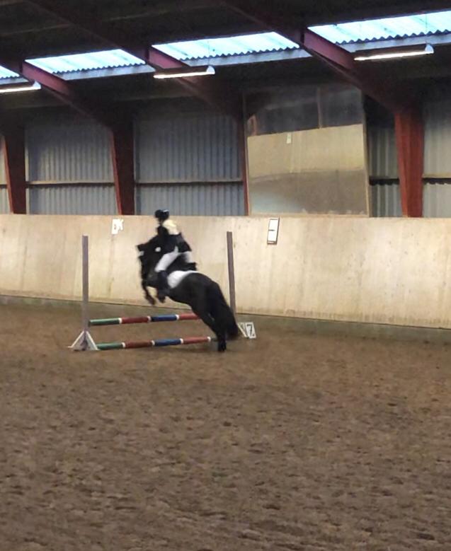 Anden særlig race Stalden's Noah billede 20