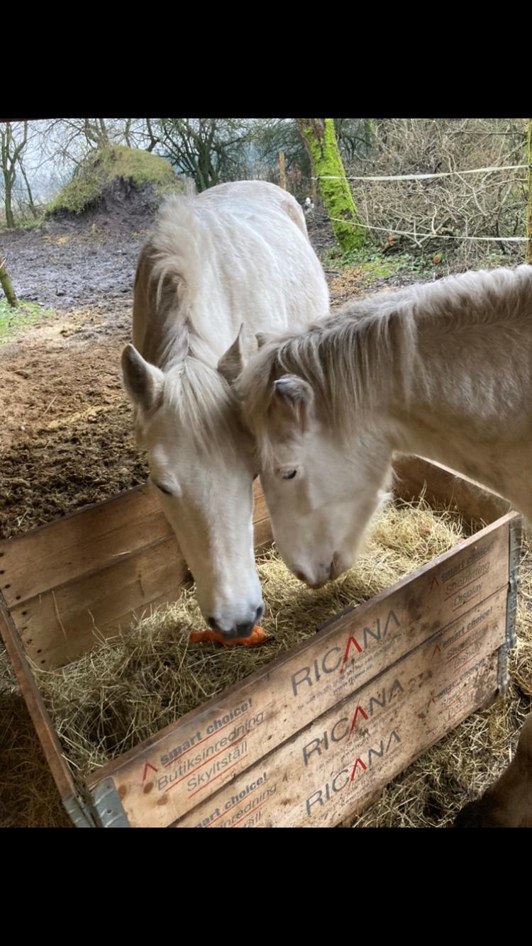 Connemara Cuilin Dubh Mary billede 2