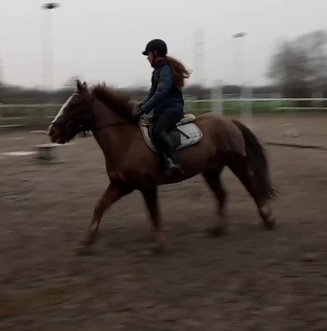 Anden særlig race Clogheen Bob (Tidligere pony) - Mig og Bob i galop 💞 billede 3