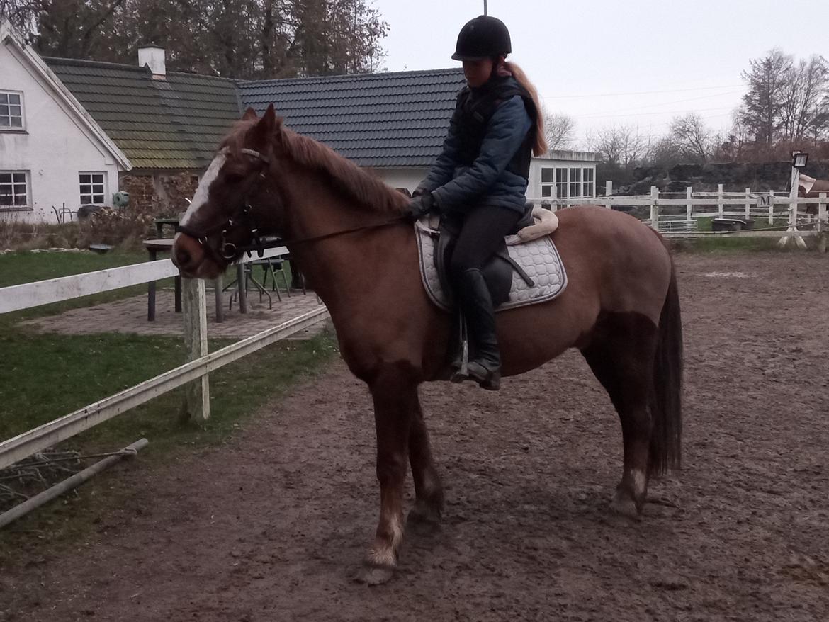 Anden særlig race Clogheen Bob (Tidligere pony) - Sødeste pony i hele verden! 🥺 billede 6