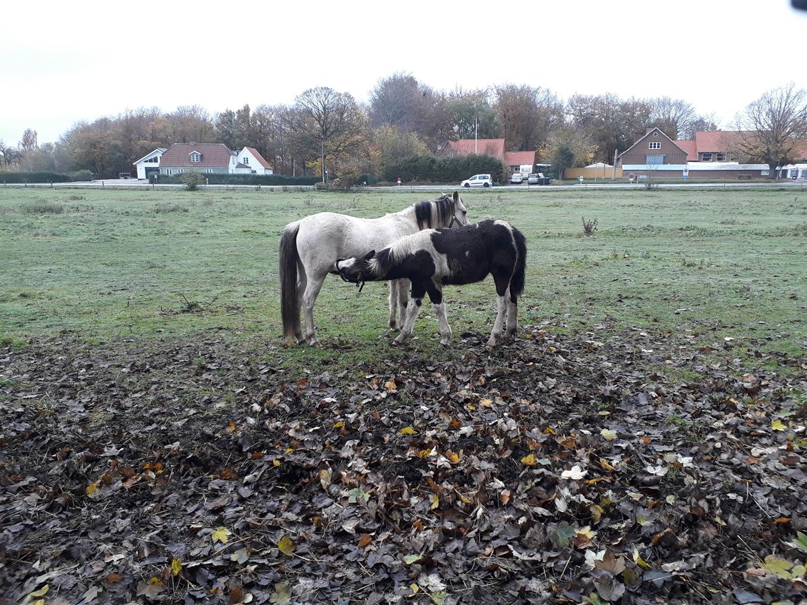 Irish Cob Crossbreed Ask billede 7