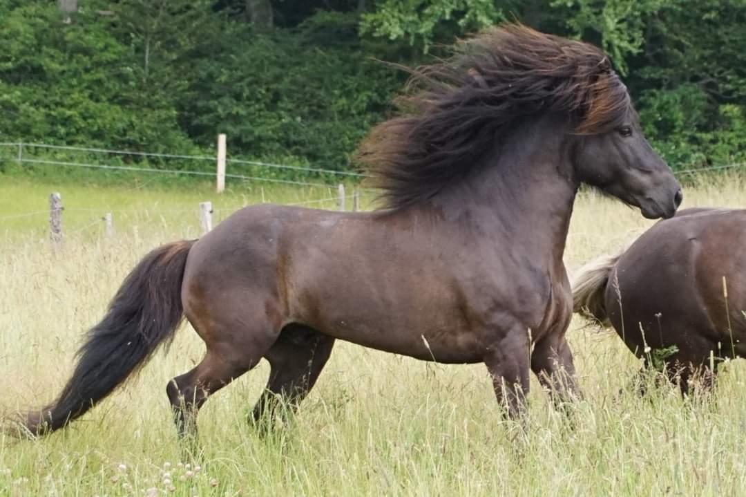 Islænder Njáll fra Gimli  billede 1