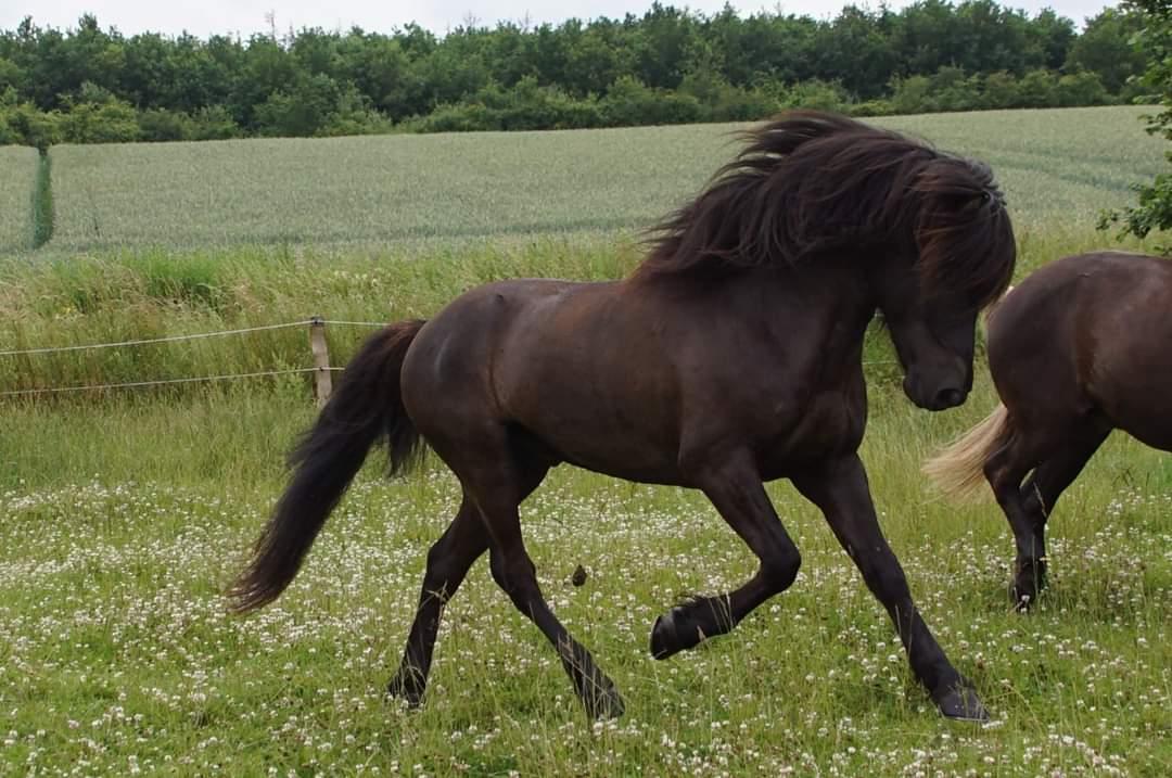 Islænder Njáll fra Gimli  billede 3