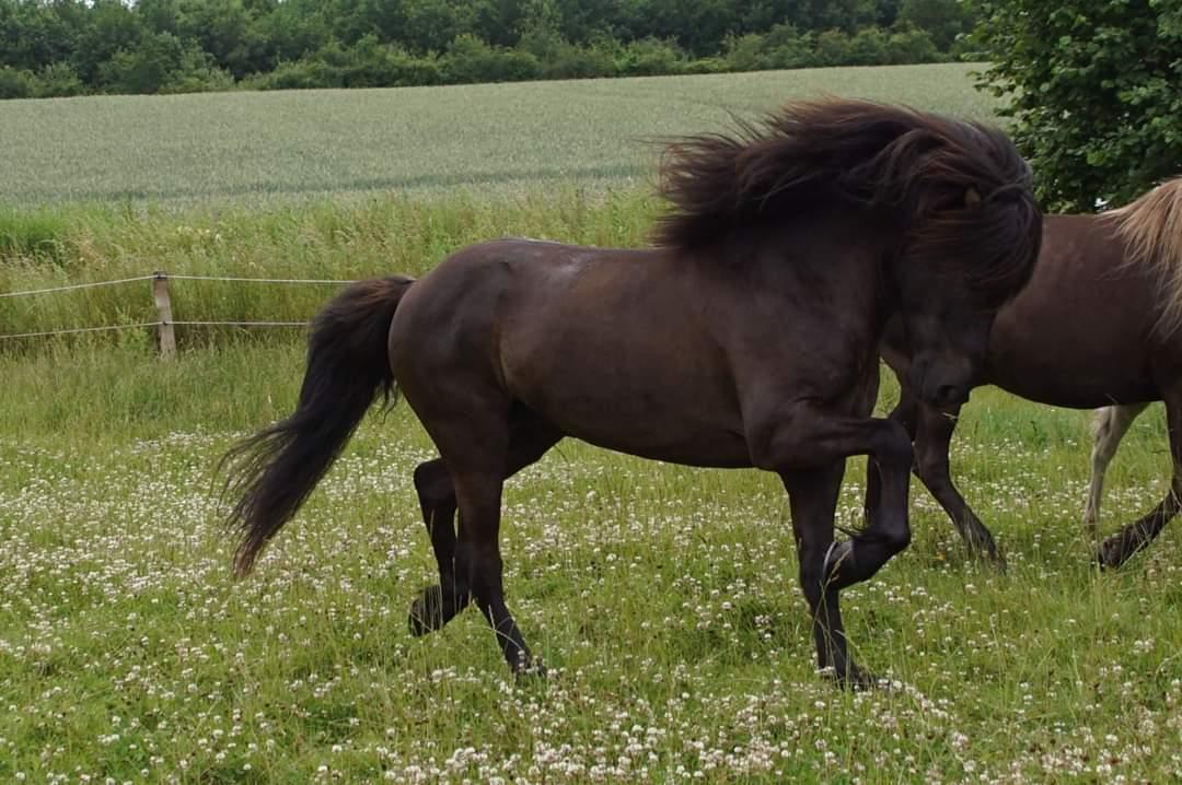 Islænder Njáll fra Gimli  billede 5