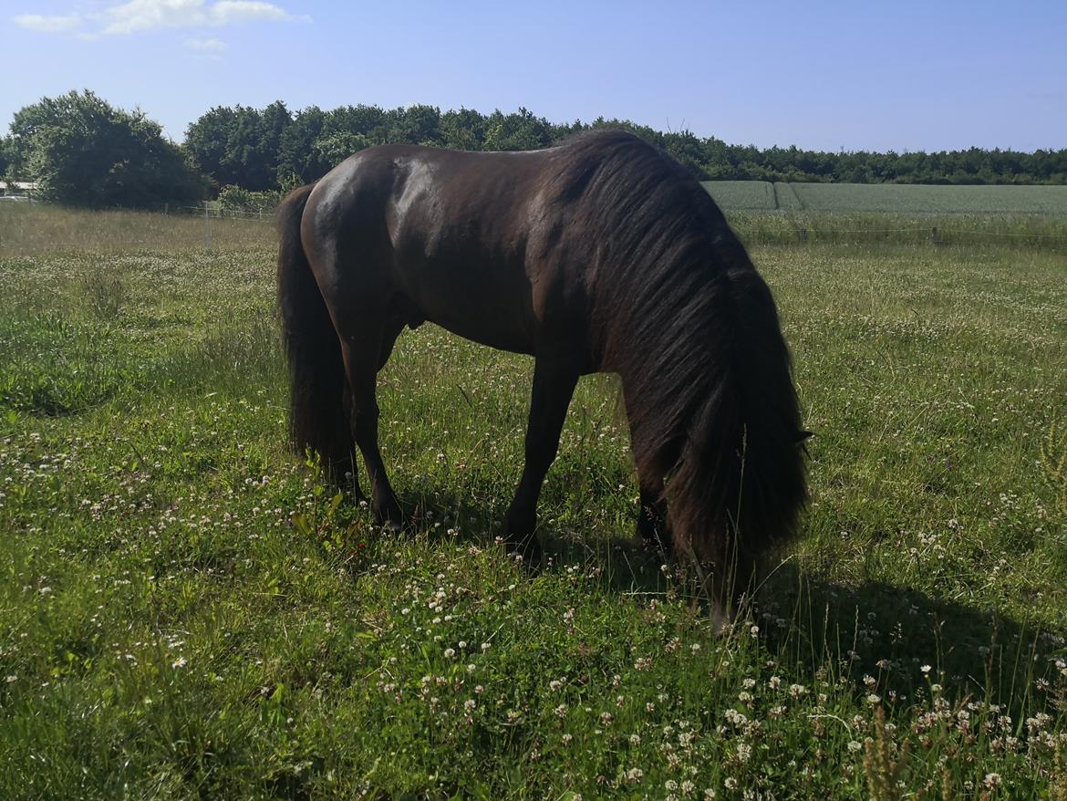 Islænder Njáll fra Gimli  billede 6