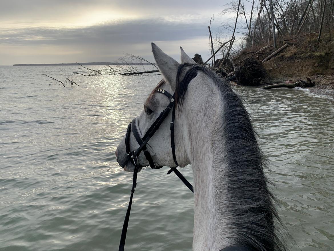 Dansk Varmblod Chaccolino N.G.M. - 6 gang med rytter billede 14