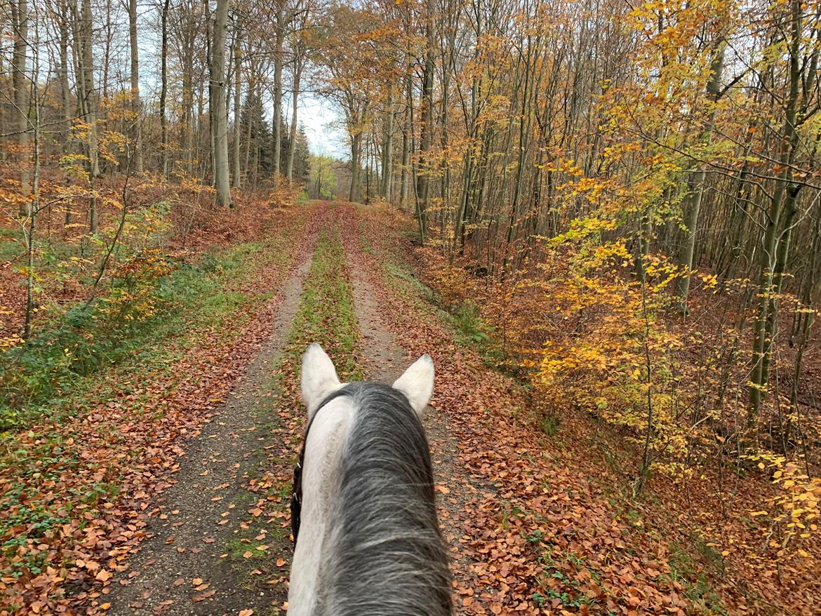 Dansk Varmblod Chaccolino N.G.M. - 4 gang med rytter billede 15