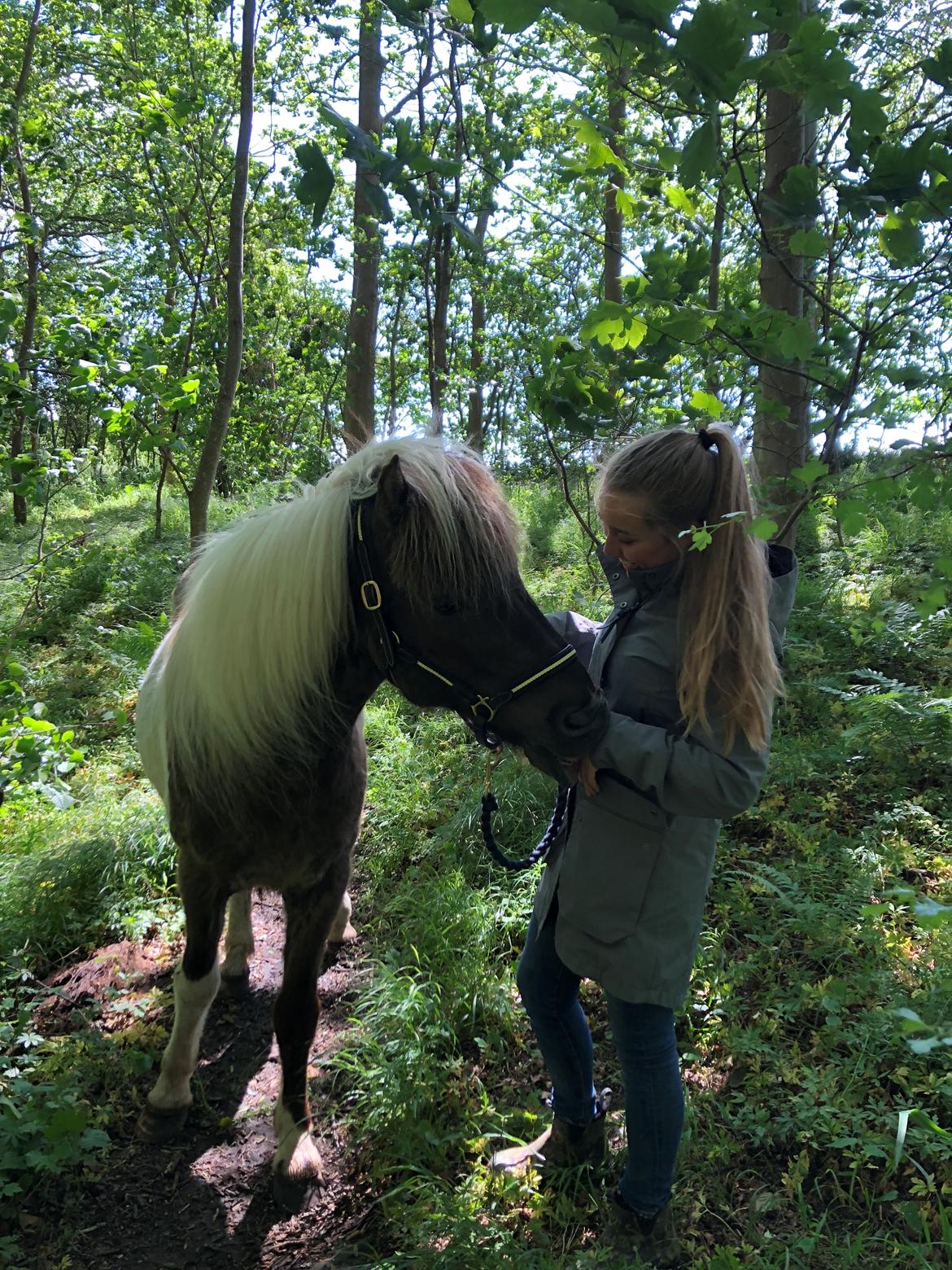 Islænder Sprettur fra Krosnes billede 15