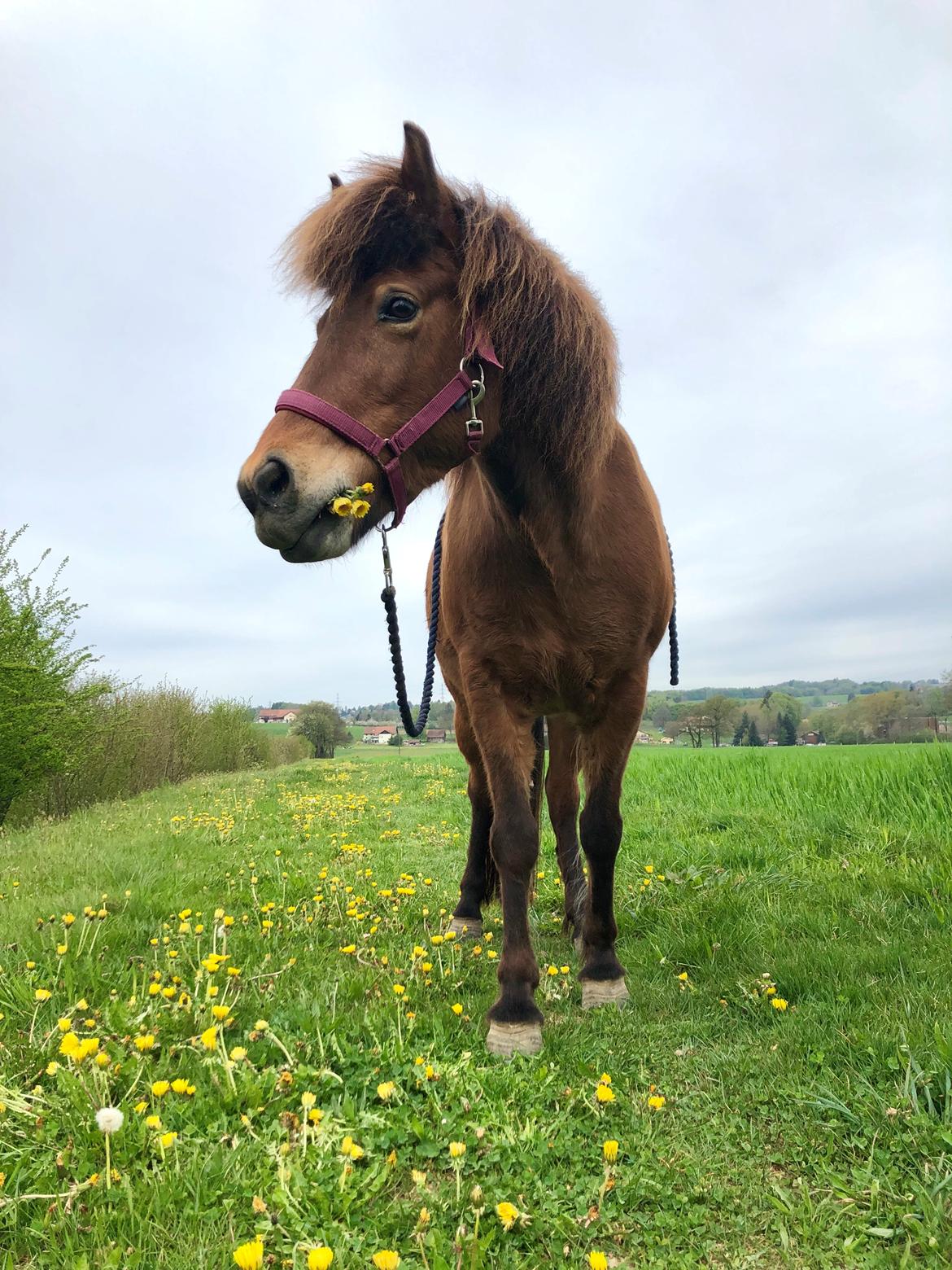 Islænder Ballerína fra Team Horse billede 16