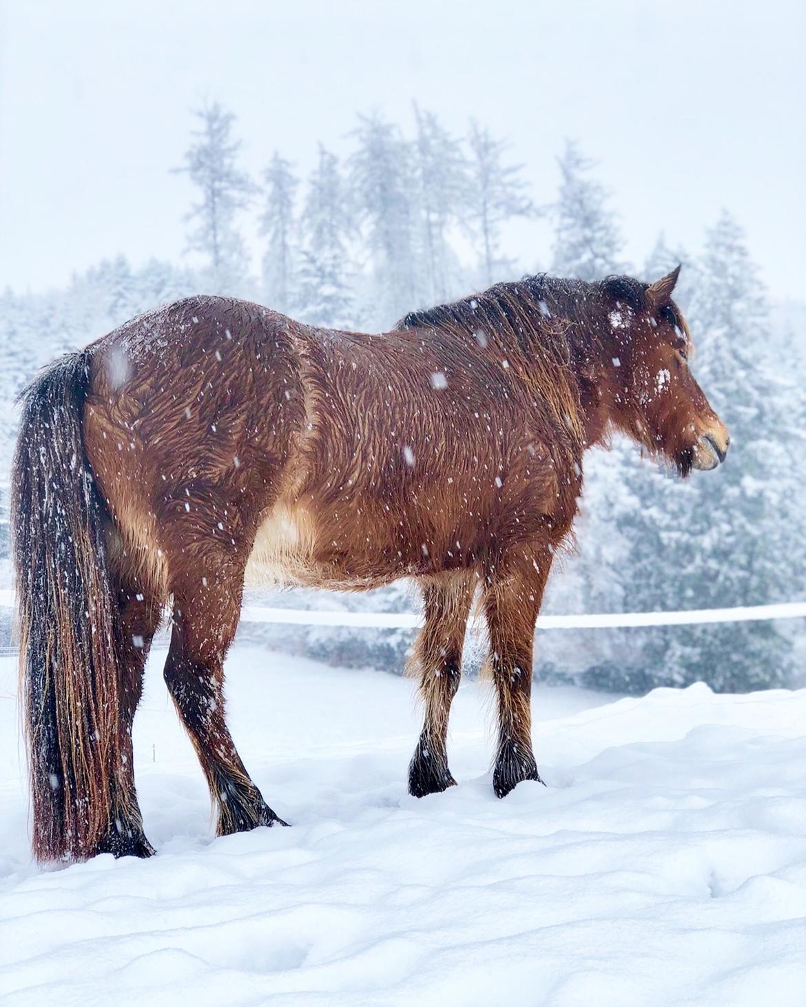 Islænder Ballerína fra Team Horse billede 3