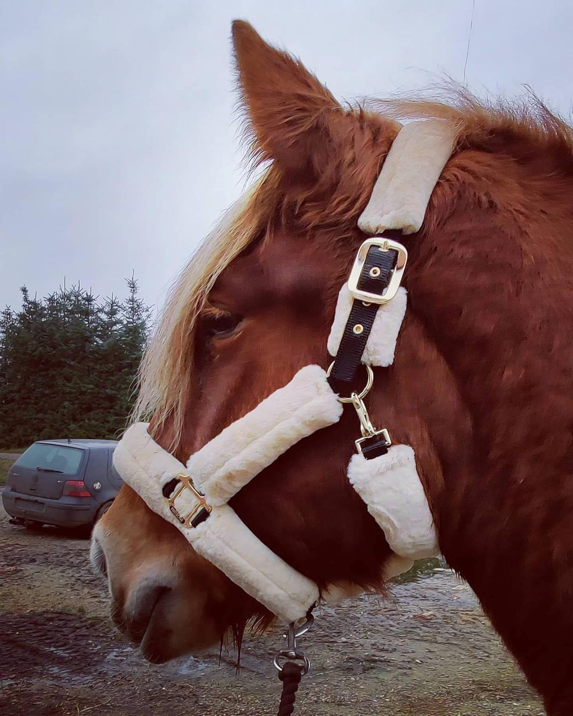 Jyde Rosenhavens Kasper billede 7