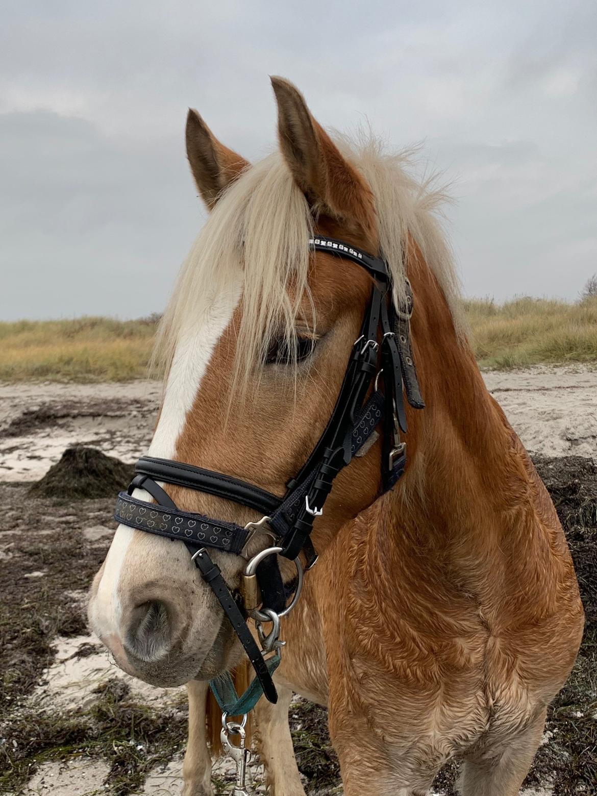 Haflinger Malous Mischa (lady) Solgt billede 16