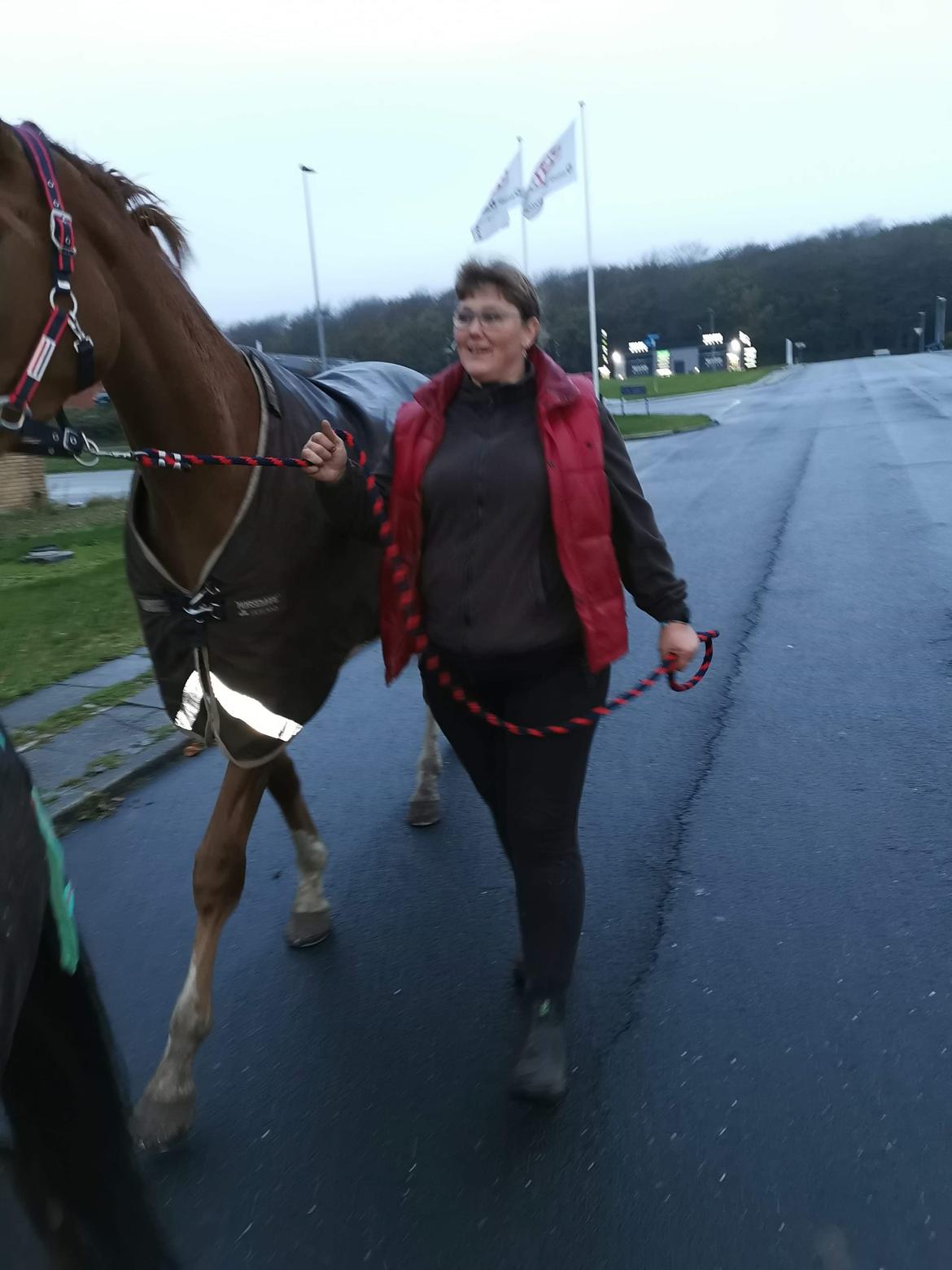 Dansk Varmblod  (Babe) Okslunds dotila billede 6