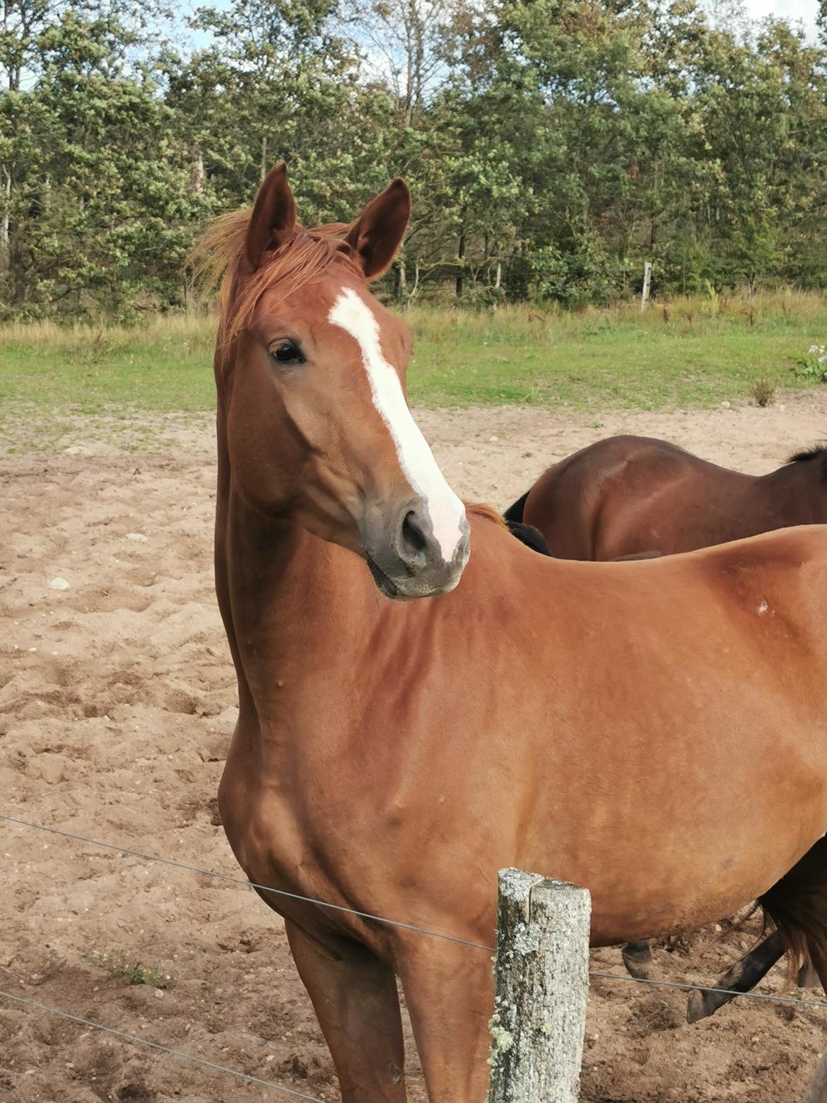 Dansk Varmblod  (Babe) Okslunds dotila billede 9