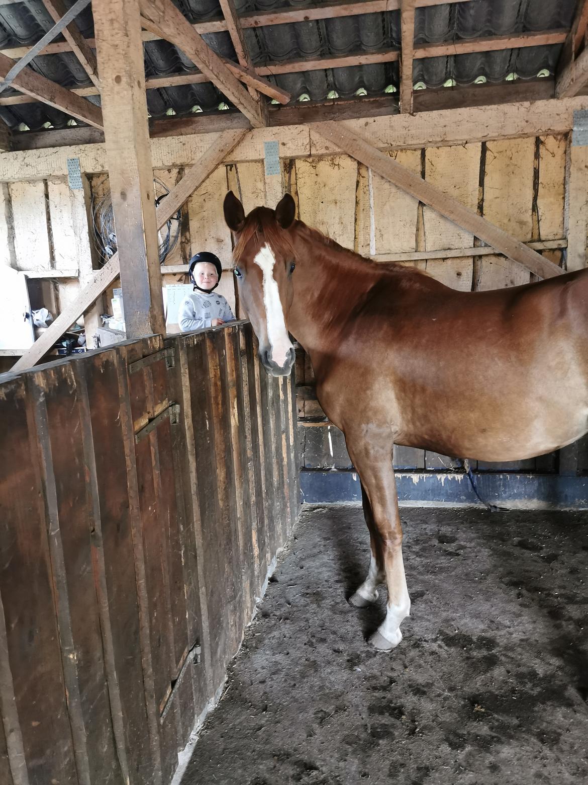 Dansk Varmblod  (Babe) Okslunds dotila billede 10