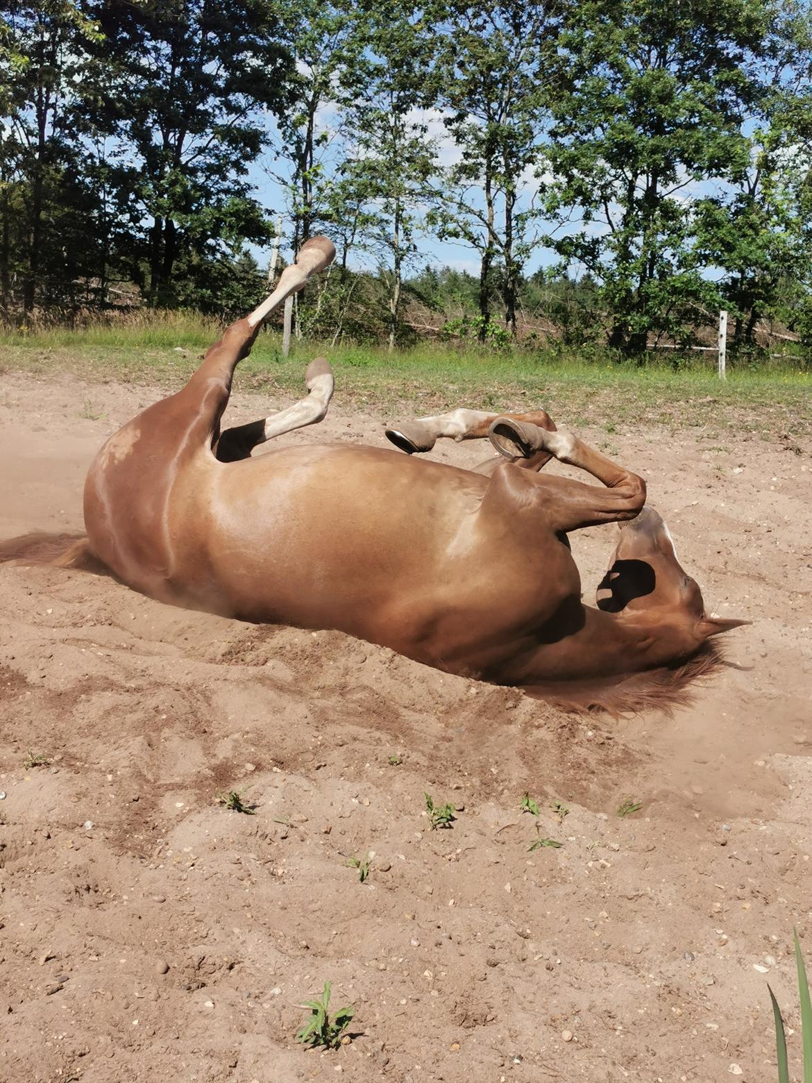 Dansk Varmblod  (Babe) Okslunds dotila billede 14
