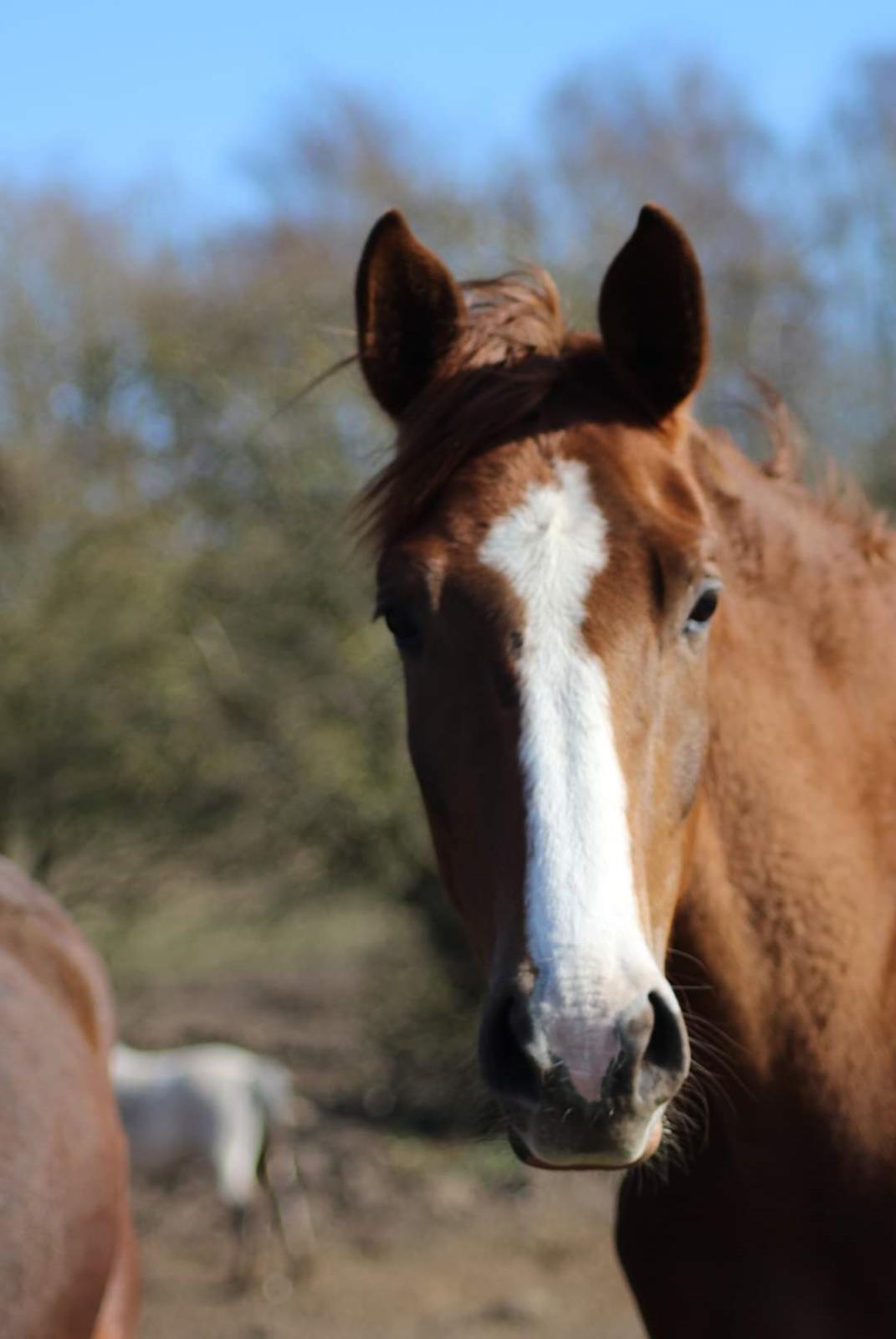 Dansk Varmblod  (Babe) Okslunds dotila billede 12